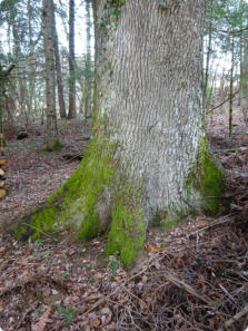 Racines d’un Quercus robur (Chêne pédonculé)de plus de 4m de circonférence, âge estimé environ 350 ans.