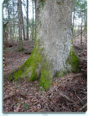 Racines d’un Quercus robur (Chêne pédonculé)de plus de 4m de circonférence, âge estimé environ 350 ans.