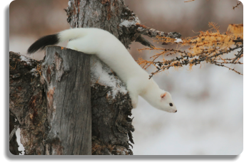Hermine : prédateur du rat taupier.